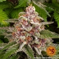 Pink Kush