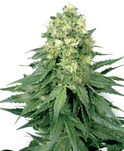 White Widow od White Label nasiona marihuany