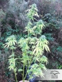 Forest Dream
