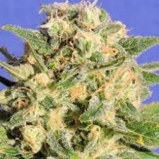 Auto Destroyer od Original Sensible Seeds nasiona marihuany