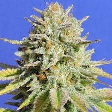 Gorilla Glue #4 od Original Sensible Seeds nasiona marihuany