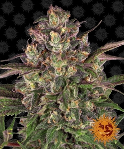 Peyote Critical od Barney's Farm nasiona marihuany