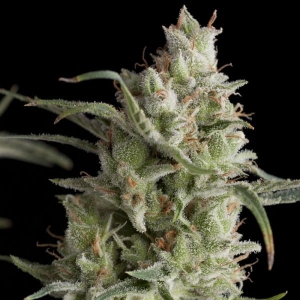 Super OG Kush od Pyramid Seeds nasiona marihuany