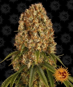 Orange Sherbert od Barney's Farm nasiona marihuany