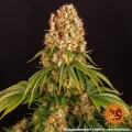 Orange Sherbert
