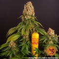 Orange Sherbert
