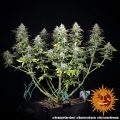 Orange Sherbert