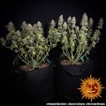 Orange Sherbert