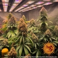 Orange Sherbert