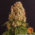 Orange Sherbert