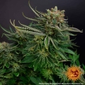 Orange Sherbert