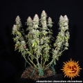 Orange Sherbert