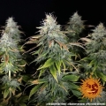 Orange Sherbert