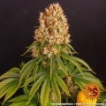 Orange Sherbert