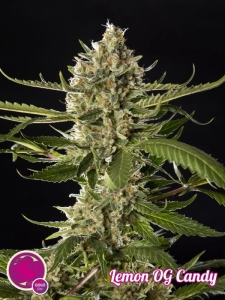 Lemon OG Candy od Philosopher Seeds nasiona marihuany