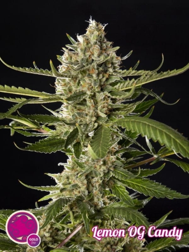 Lemon OG Candy