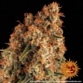 Orange Sherbert