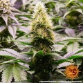 Orange Sherbert