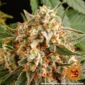 Orange Sherbert