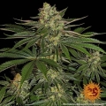 Gorilla Zkittlez