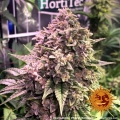 Gorilla Zkittlez