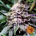 Gorilla Zkittlez