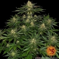 Gorilla Zkittlez