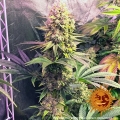 Gorilla Zkittlez