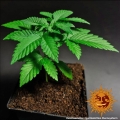 Gorilla Zkittlez