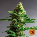 Gorilla Zkittlez