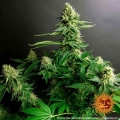 Gorilla Zkittlez