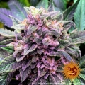 Gorilla Zkittlez