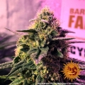 Gorilla Zkittlez