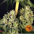Gorilla Zkittlez