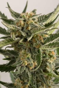 Lost Coast Skunk Auto od Humboldt Seeds nasiona marihuany