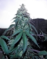 Blue Gelato 41