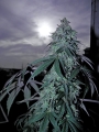 Blue Gelato 41