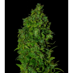 VIP White Dwarf Auto od Vip Seeds nasiona marihuany