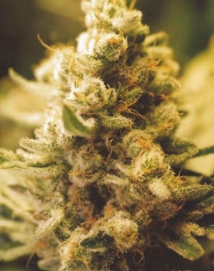 Lemon Kush od Female Seeds nasiona marihuany