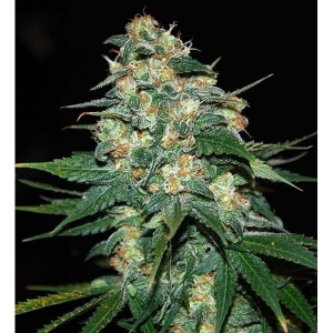 Skunk 47 od World of Seeds nasiona marihuany
