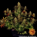 Tangerine Dream