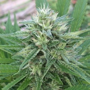 Panama x Bangi Haze od ACE Seeds nasiona marihuany
