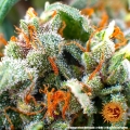 Tangerine Dream