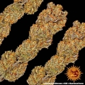 Tangerine Dream