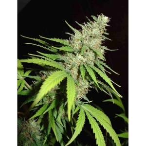 Top 44 od Fanta Seeds nasiona marihuany