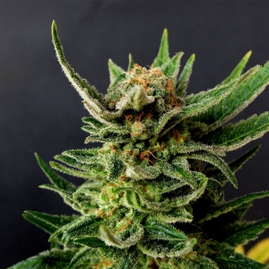 Gypsy Kush od Kannabia Seed nasiona marihuany