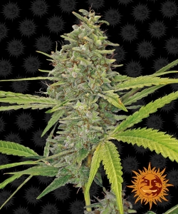 G13 Haze od Barney's Farm nasiona marihuany