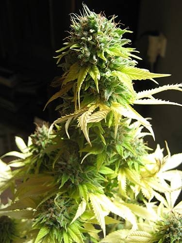 Somango