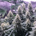 Critical Kush