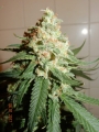 Critical Kush
